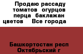 Продаю рассаду томатов, огурцов, перца, баклажан, цветов  - Все города  »    . Башкортостан респ.,Октябрьский г.